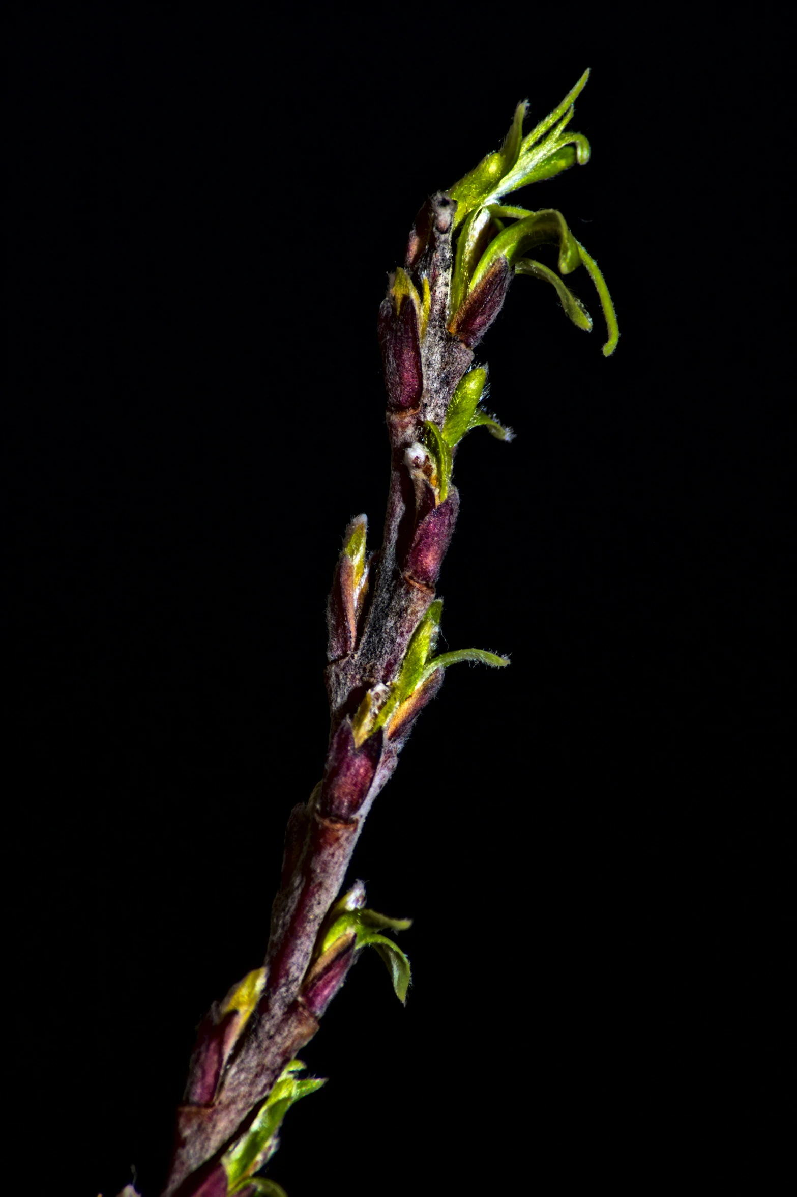 a dark po of a stem and leaves