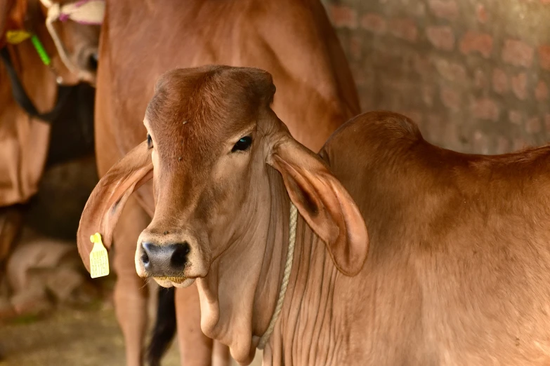 brown cows in their barn stand together