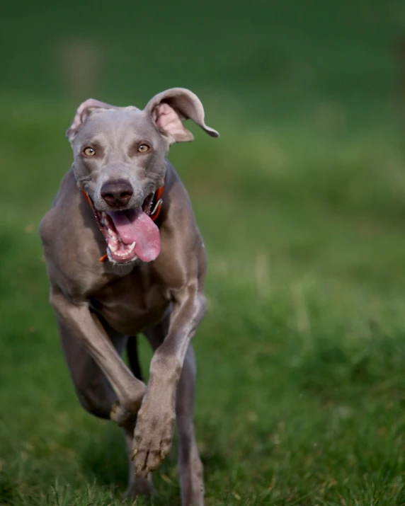 a small grey dog running across a field with its tongue hanging out
