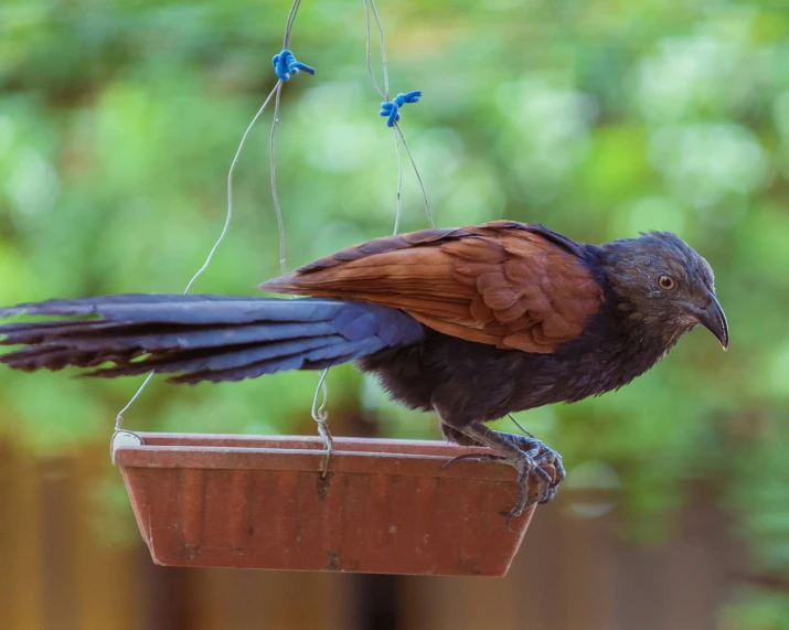 a bird sits on a wooden plant pot