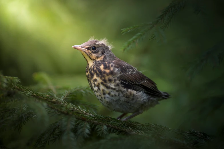 an image of a little bird sitting in the tree