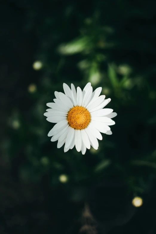 a single white and yellow flower sitting in a field