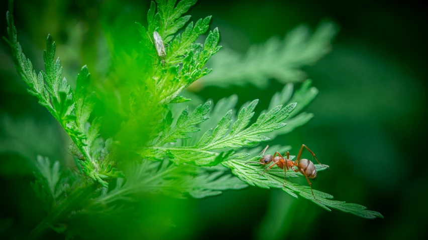 two bugs standing on top of a green plant