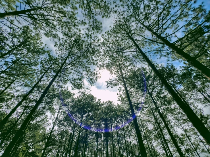 looking up at tall trees on the ground