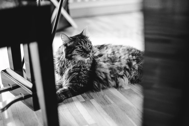 a black and white po of a cat sitting by the table