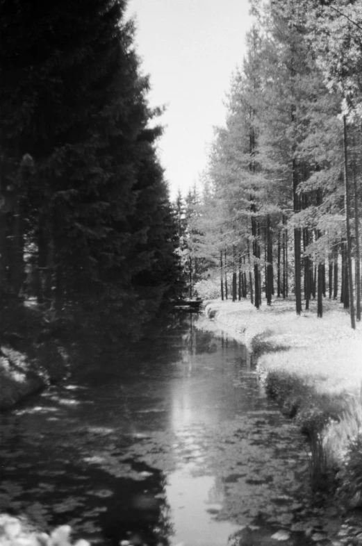 a stream in the woods, just after a snow storm