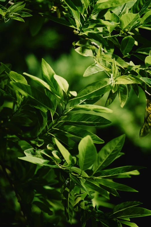 a leafy tree filled with lots of green leaves