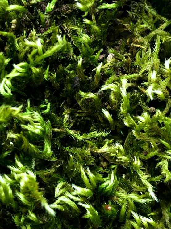 grass is green and close up in an image