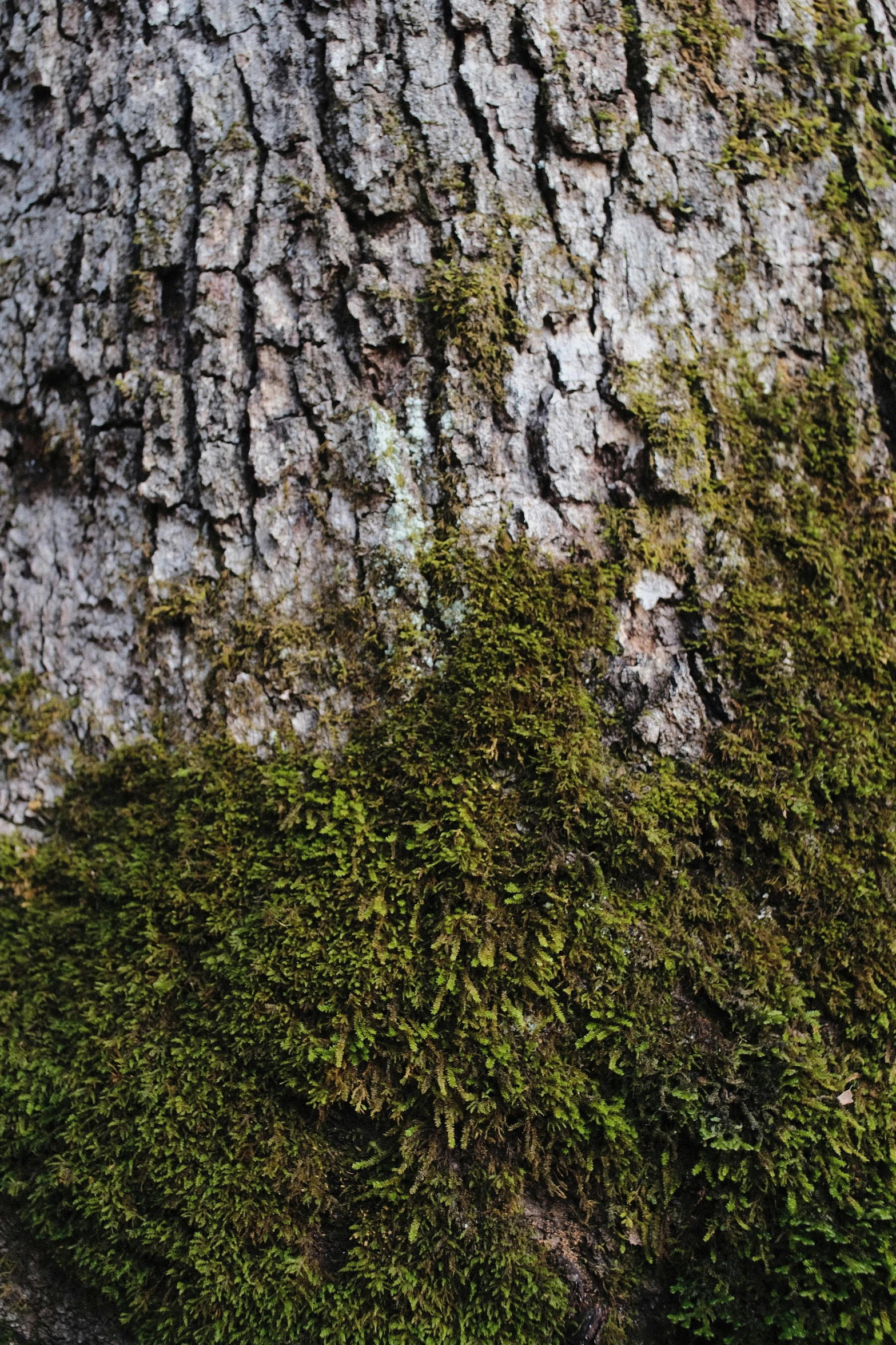 a large tree with some plants growing on it