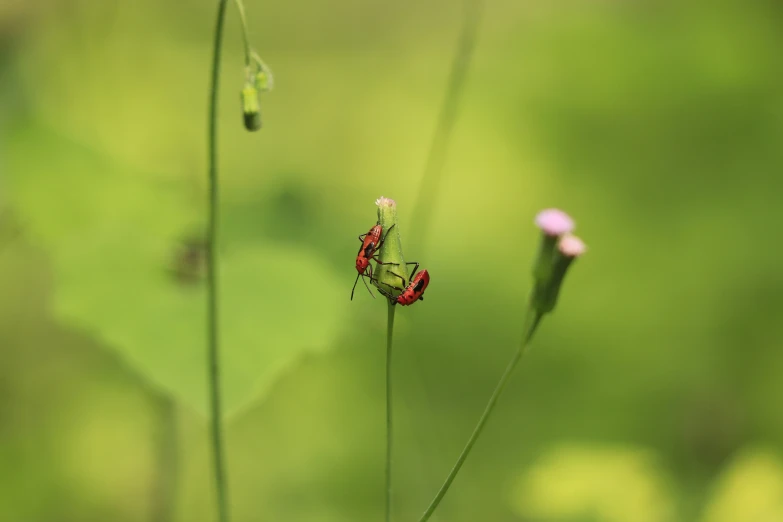 a small green bug is on the flowers