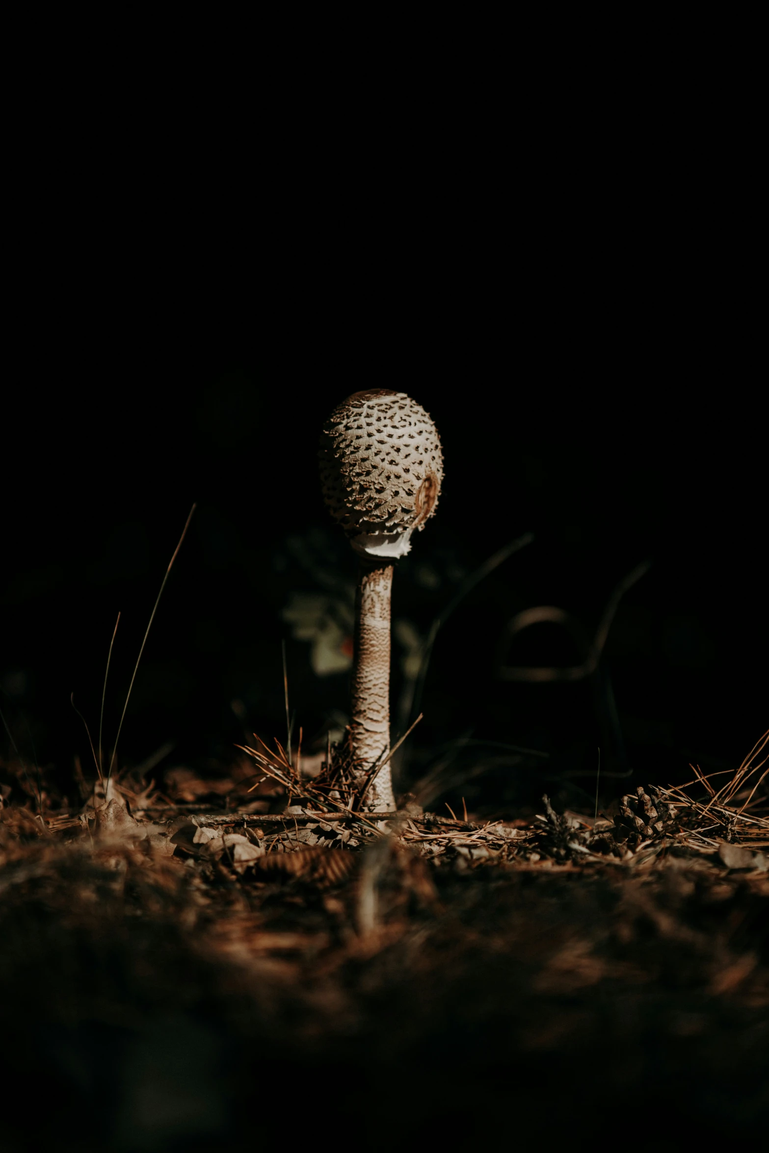 a lone mushroom grows in the dark grass