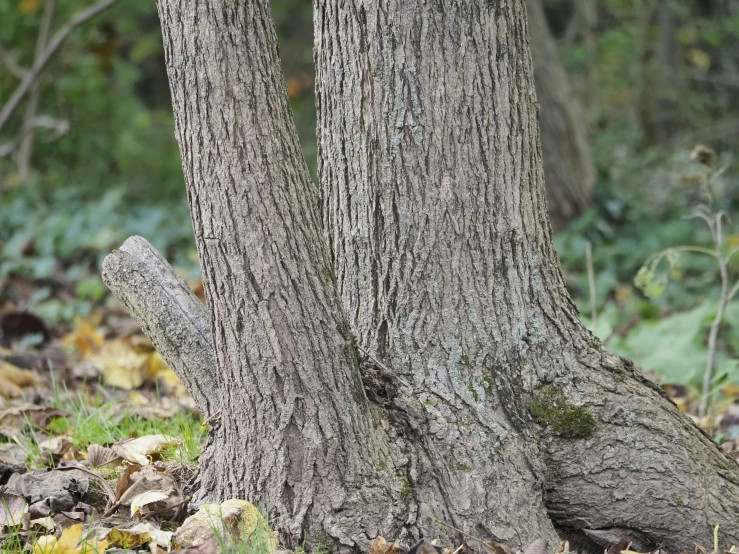 there is an image of two trees that appear to be hugging