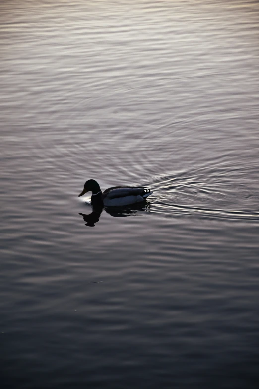 the duck is floating on the water with it's reflection