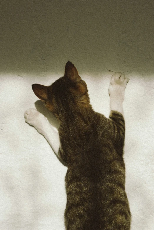 a cat stretching it's paw out on a white blanket