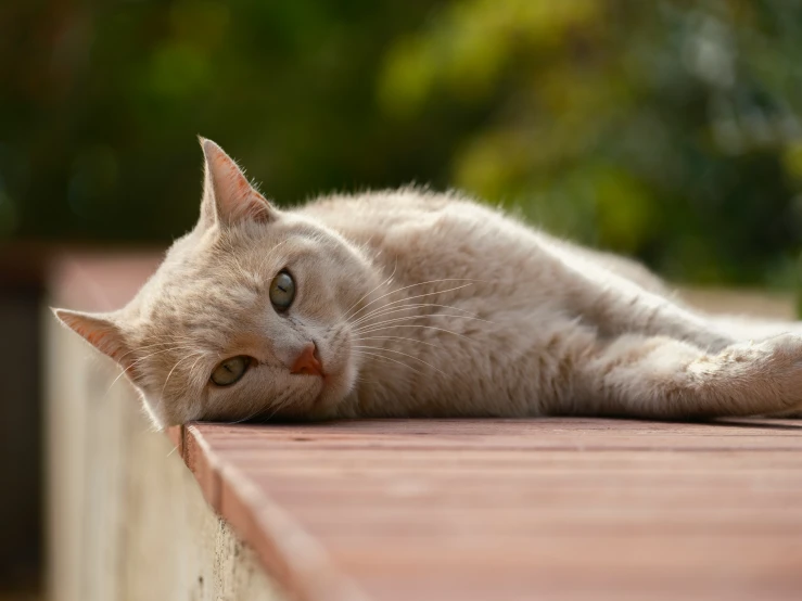 a close up of a cat laying on a brick surface