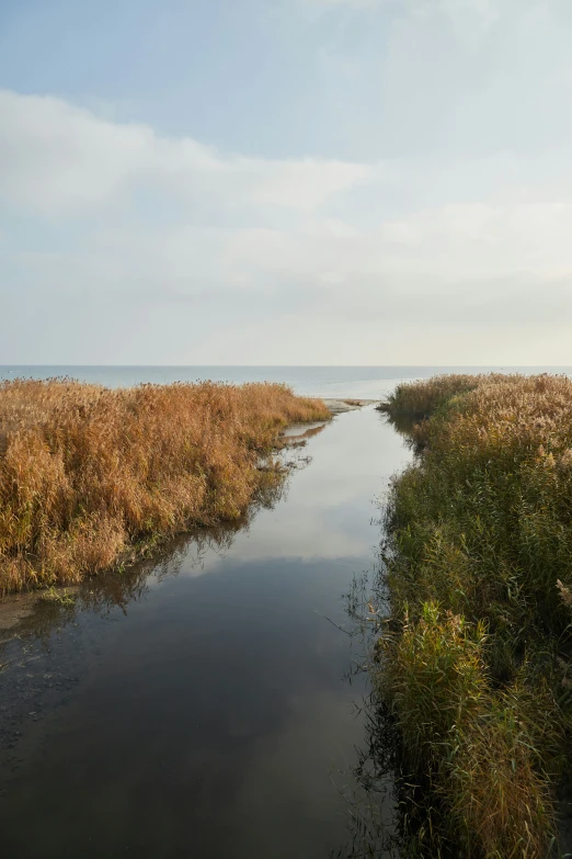 a body of water with a grassy area next to it