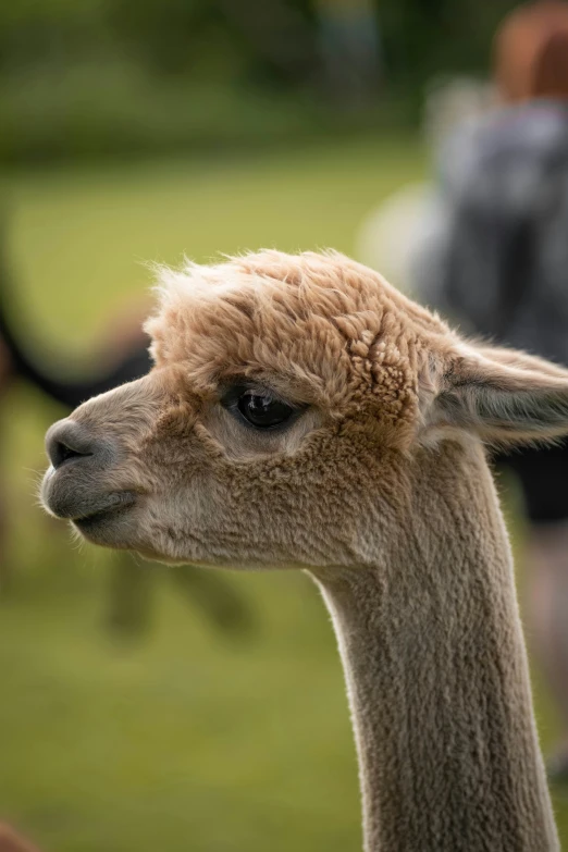 a brown alpaca with long hair stands in front of some people and grass