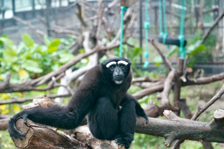 black and white monkey sitting on a nch in an enclosure