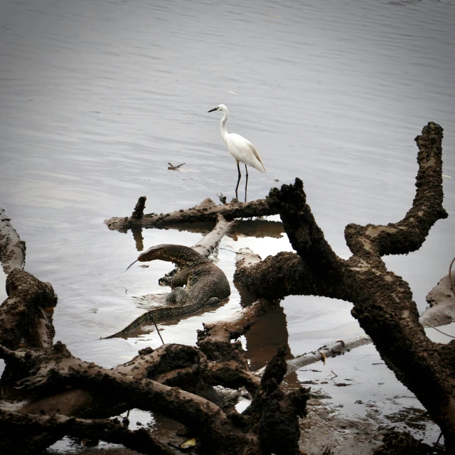 a bird that is standing in the water