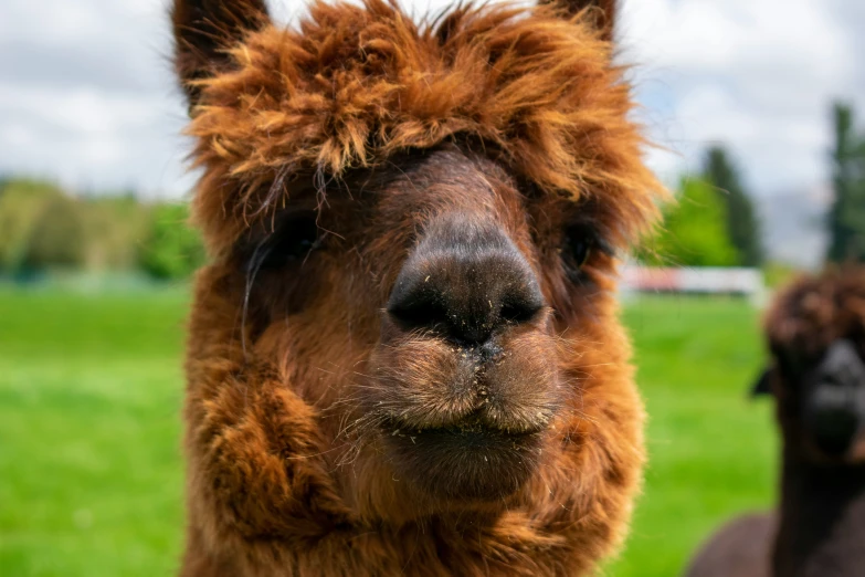 two brown lamas standing in a grassy field