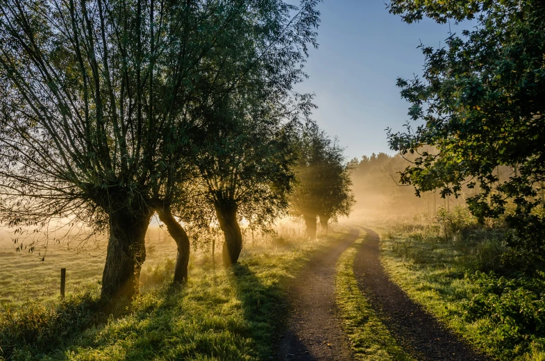 a pathway going through some trees in a grassy field