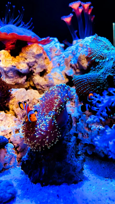 an underwater tank with clown fish and corals