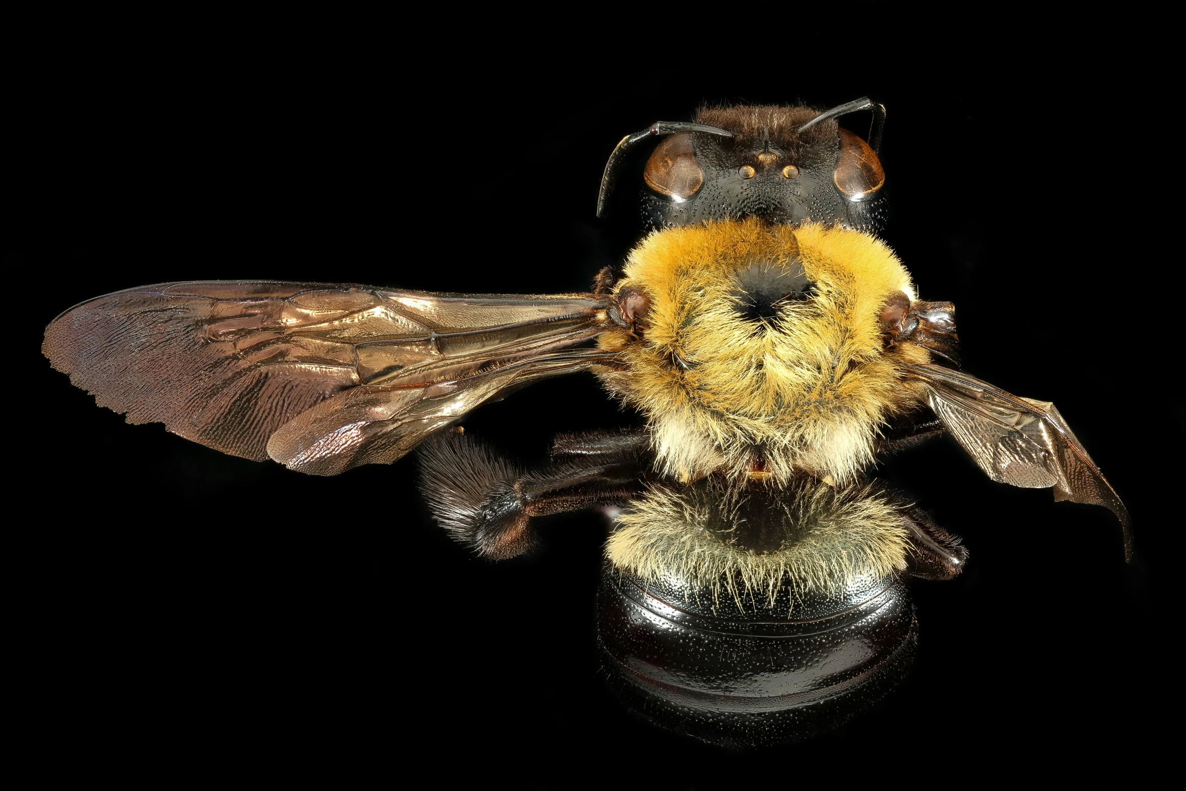 a fuzzy bee with yellow markings sitting on top of a shiny black object