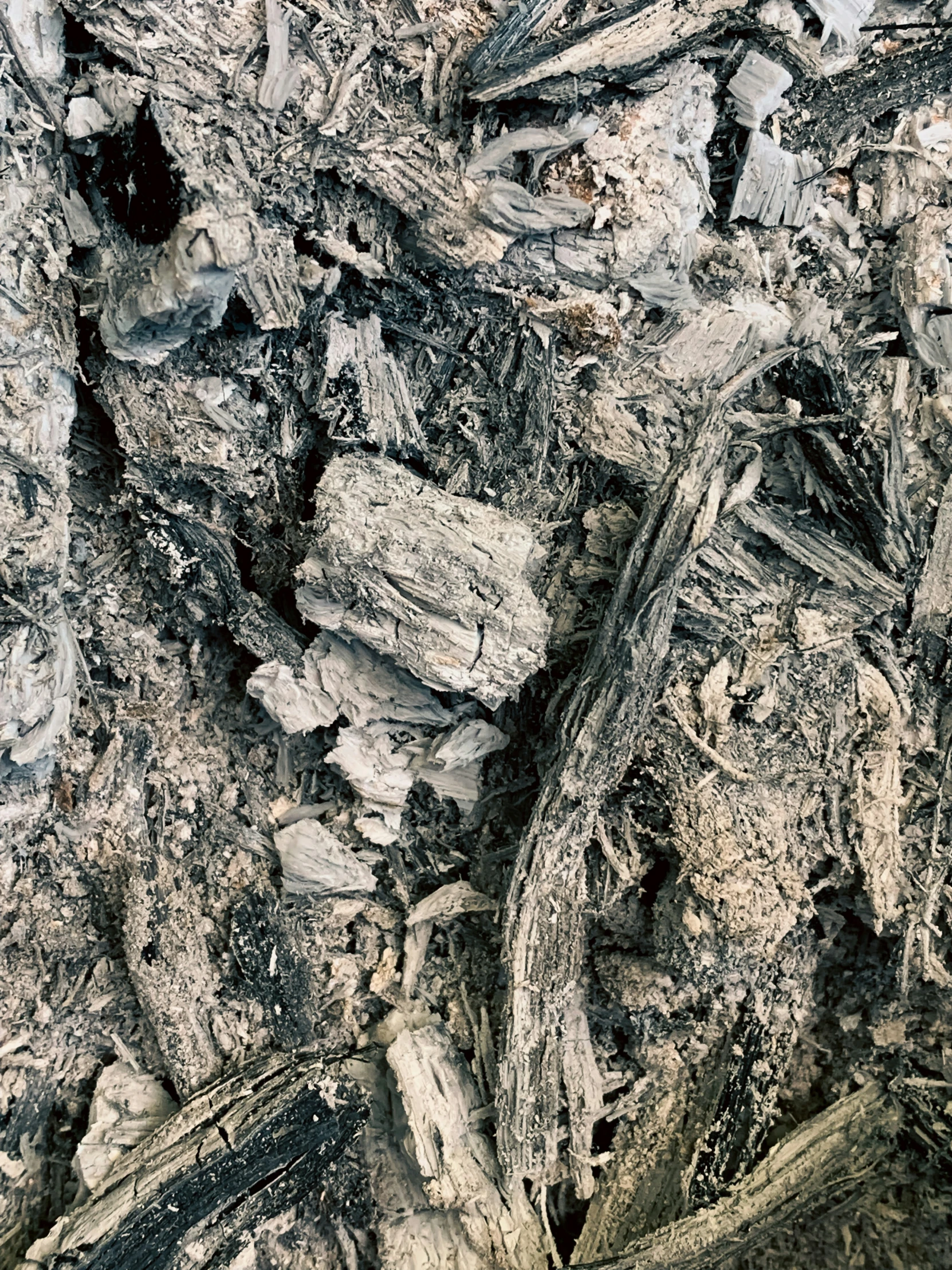 a close - up image of the bark and rocks, from above