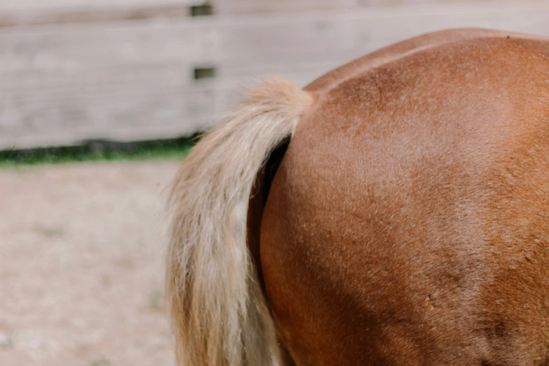 a brown horse is standing in an open area