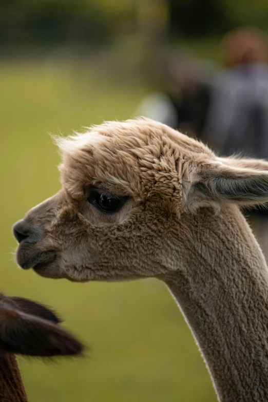 the head of a llama next to another animal