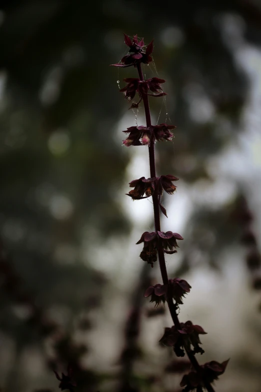 a purple flower growing in a bush near other plants