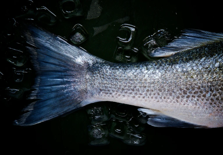 a close - up view of a fish's body on top of ice