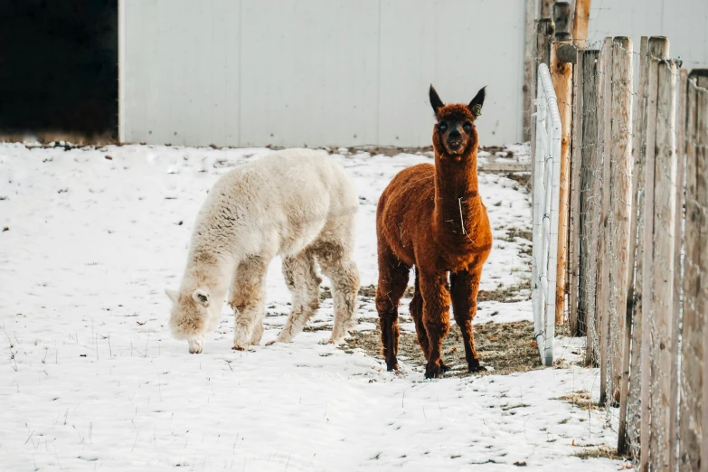 two brown and one white horses in snow