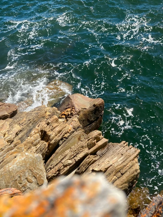 a white and black bird sitting on a stone ledge