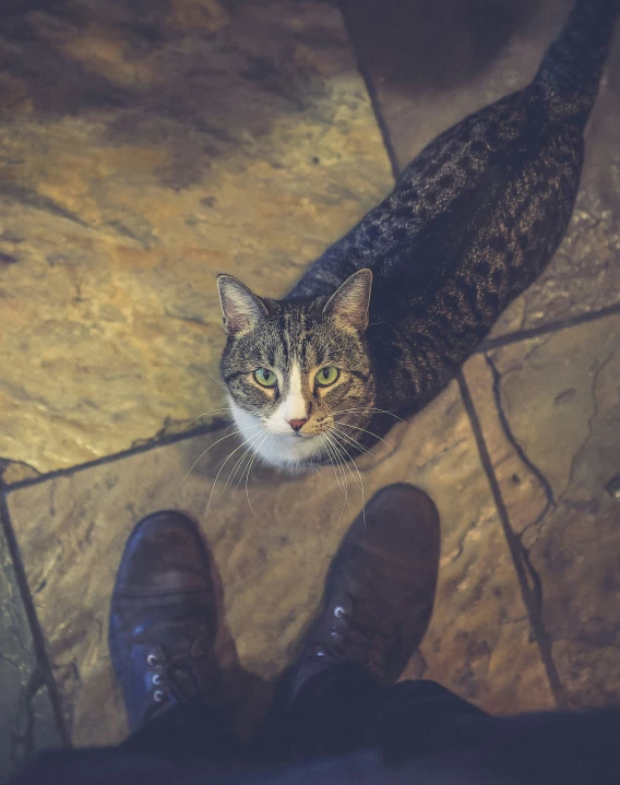 a striped cat with green eyes standing behind a man