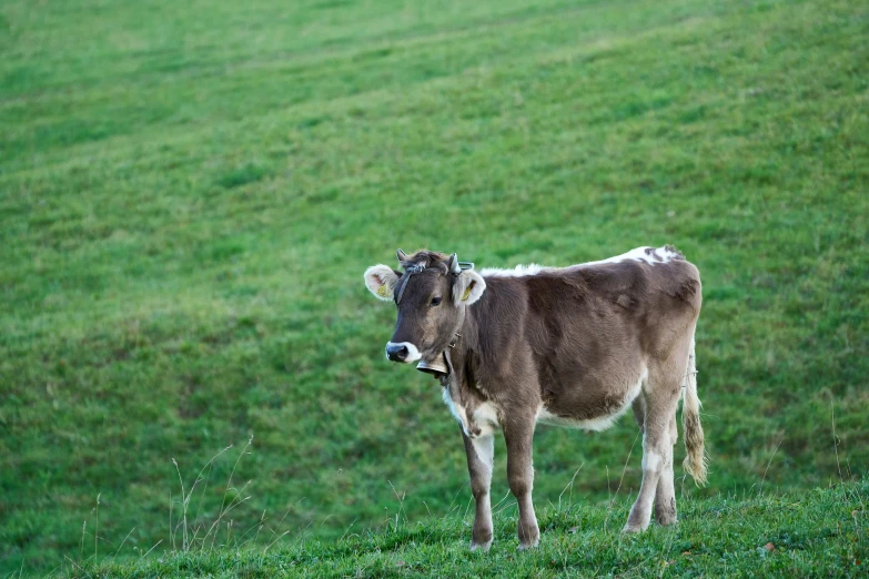 a small cow standing in the middle of a grassy field