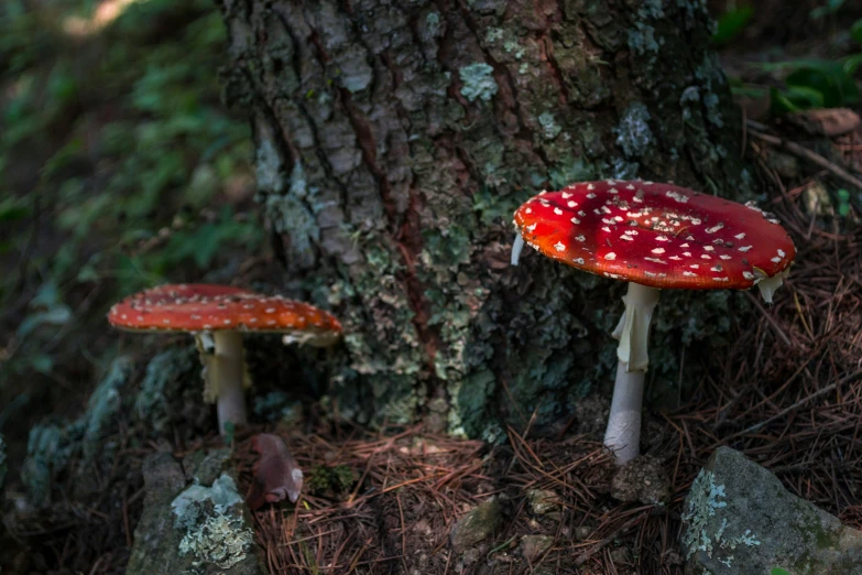 a cluster of mushrooms that are standing in the forest
