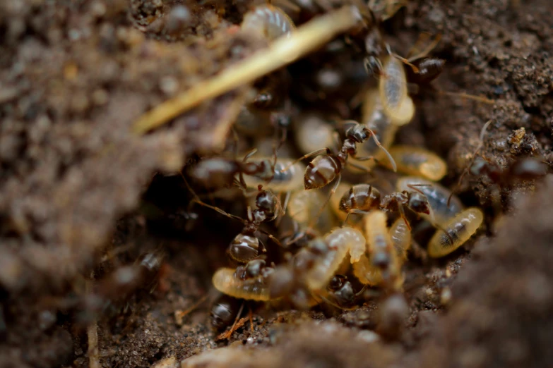 the small yellow and black bugs are in a group