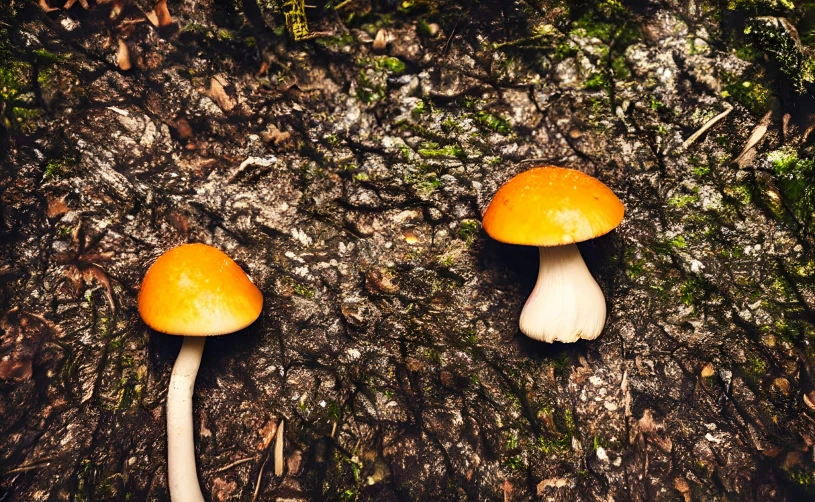 three small mushrooms are on the ground