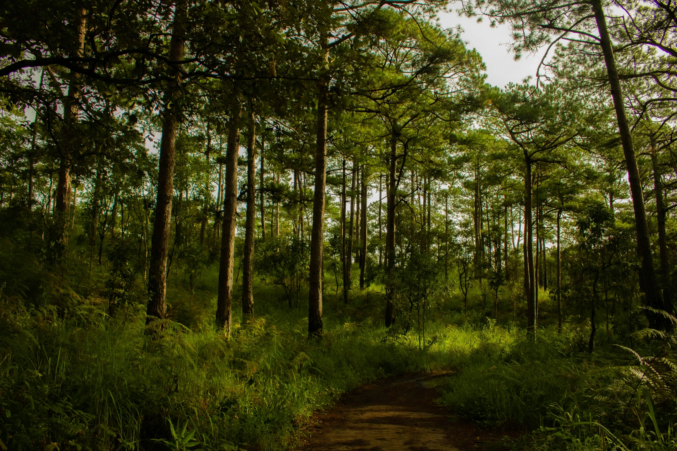 an area of green with many trees on the sides