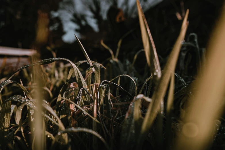 very tall grass standing in front of some trees