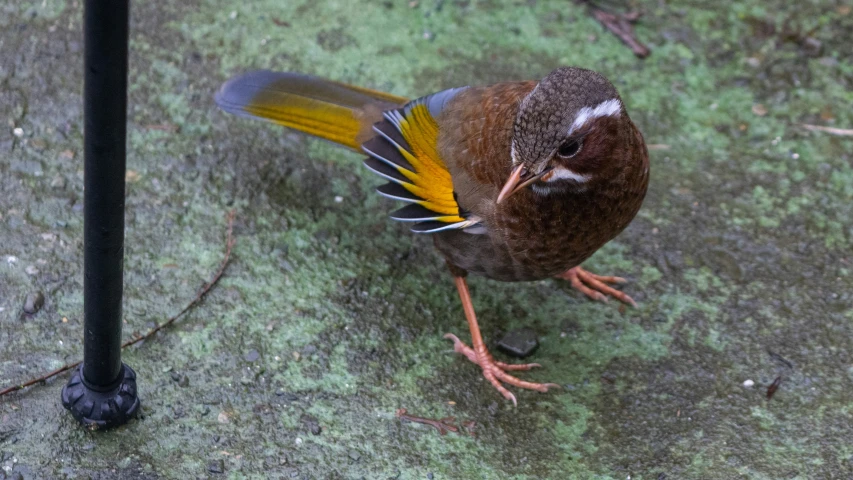 a close up view of a bird sitting on the ground