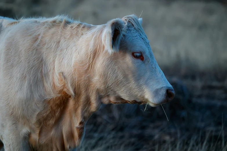 a cow with short horns standing in the grass