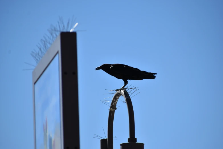 a bird sitting on the top of a pole in front of a street sign