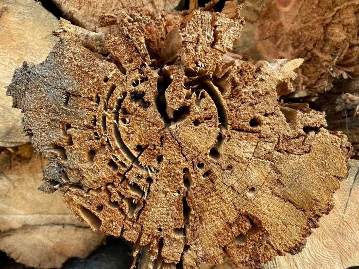 close up of wood that has been split in half