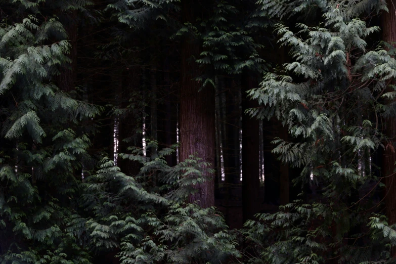 a group of trees in a forest with the lights reflecting off