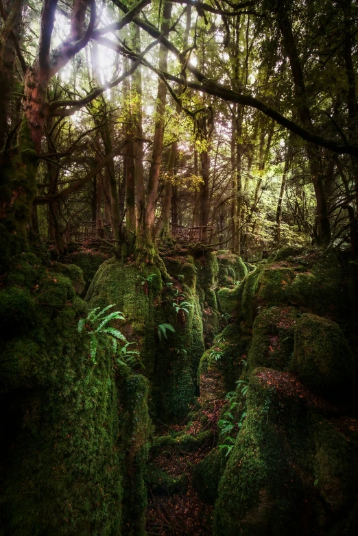 an area with moss growing on rocks and trees