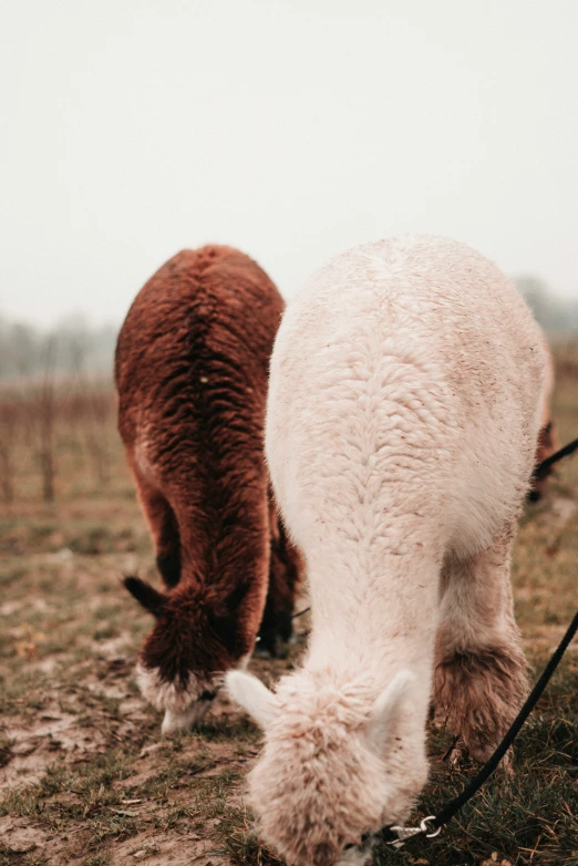 a cow is grazing with another cow in the distance