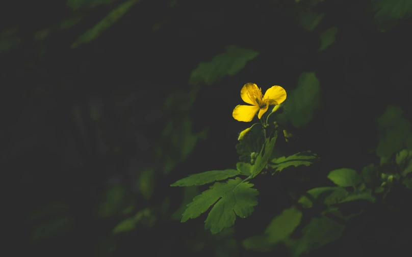 yellow flowers are growing through a thicket