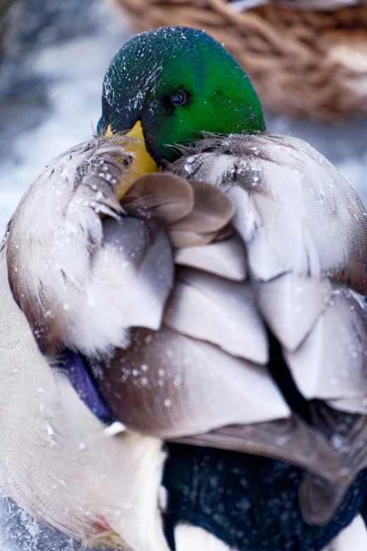 a close up of a duck that is under some water